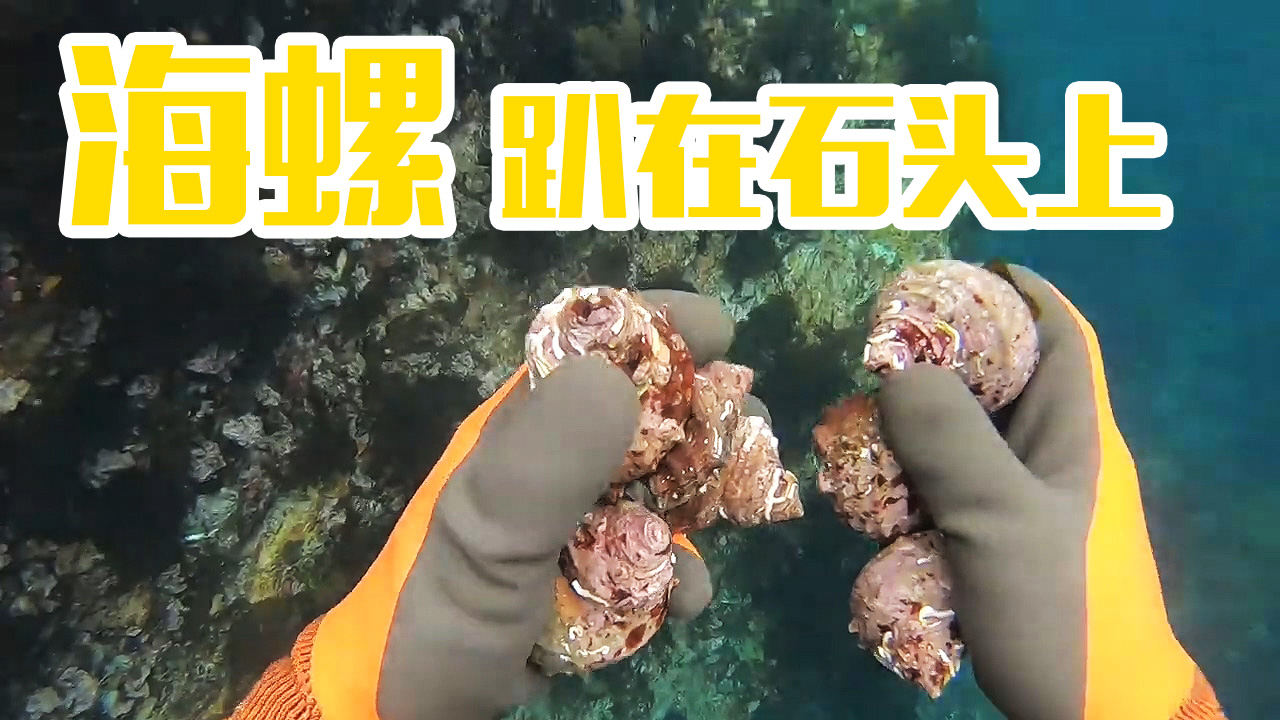 岛边的水深两三米,海螺都趴在石头上!